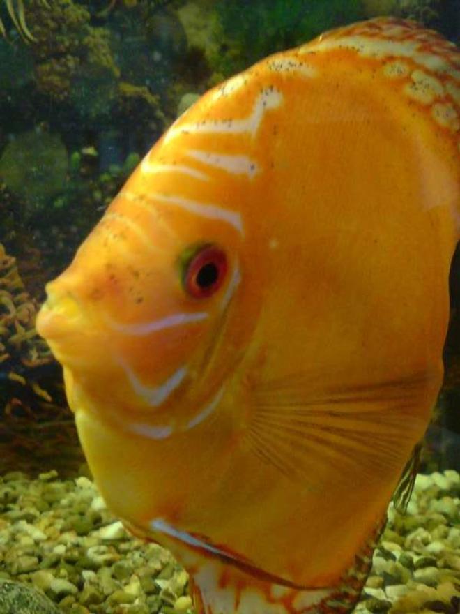 freshwater fish - symphysodon sp. - red marlboro discus stocking in 40 gallons tank - Discus Marlboro Red