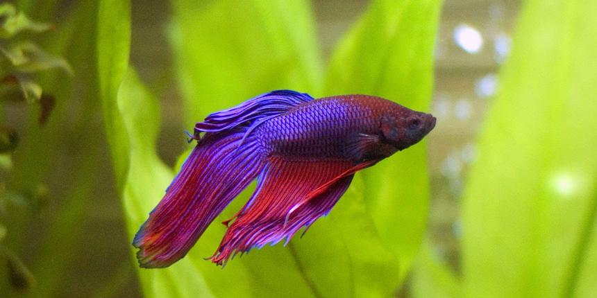 Rated #32: Freshwater Fish - Betta Splendens - Betta - Male Stocking In 29 Gallons Tank - My betta enjoying the freedom of a new, larger tank.
