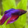 freshwater fish - betta splendens - betta - male stocking in 29 gallons tank - My betta enjoying the freedom of a new, larger tank.