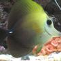 saltwater fish - zebrasoma scopas - scopas tang stocking in 75 gallons tank - My Scopas.
