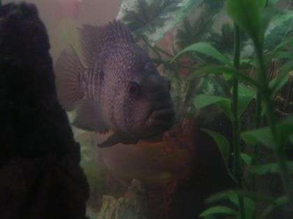 freshwater fish - herichthys cynoguttatus - texas cichlid stocking in 55 gallons tank - Brikemond's Texas Cichlid: Toutix
