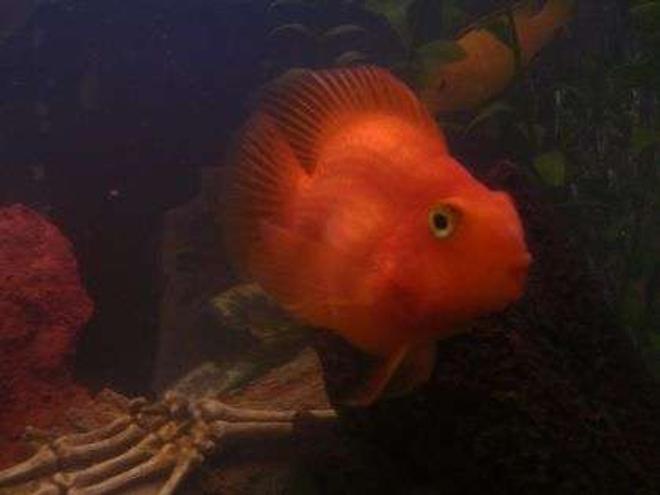 freshwater fish - heros severus x amphilophus citrinellum - blood parrot stocking in 55 gallons tank - Brikemond's Parrot Cichlid: Corky