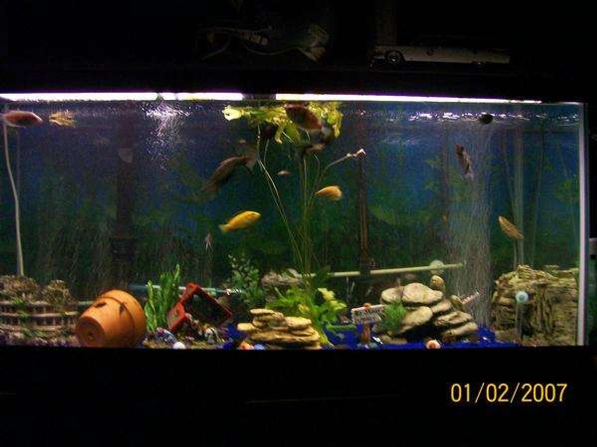 75 gallons freshwater fish tank (mostly fish and non-living decorations) - My 75 Gallon tank is home to 7 beautiful Angelfish, 2 med Pleco, 1 male betta, 2 Bala sharks, 1 black convict, 1 red terror, 1 electric blue jack dempsey, 3 paradise gourami, 2 gold gourami, 3 bottom feeders. i have blue reef sand & Some Plastic plants but have one real plant which the Angelfish really Enjoy.