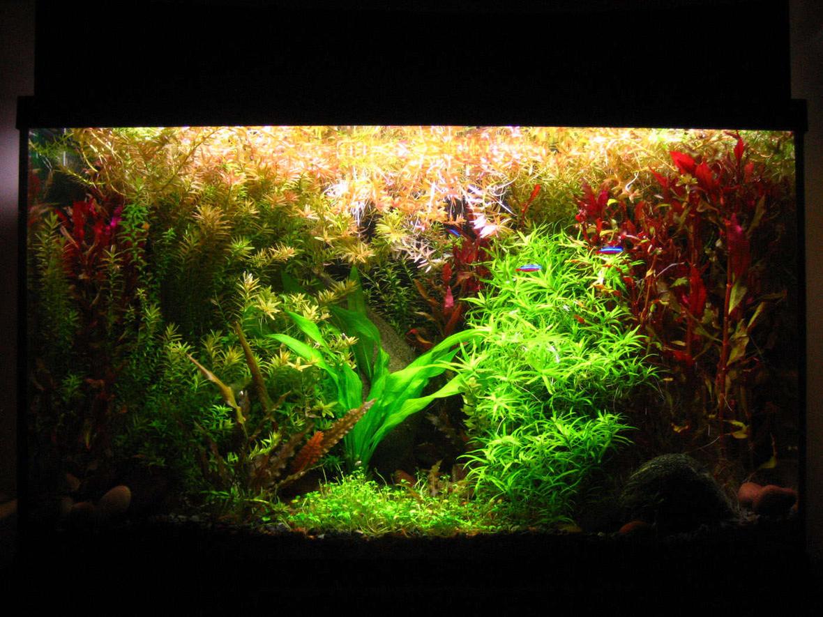 29 gallons planted tank (mostly live plants and fish) - my jungle