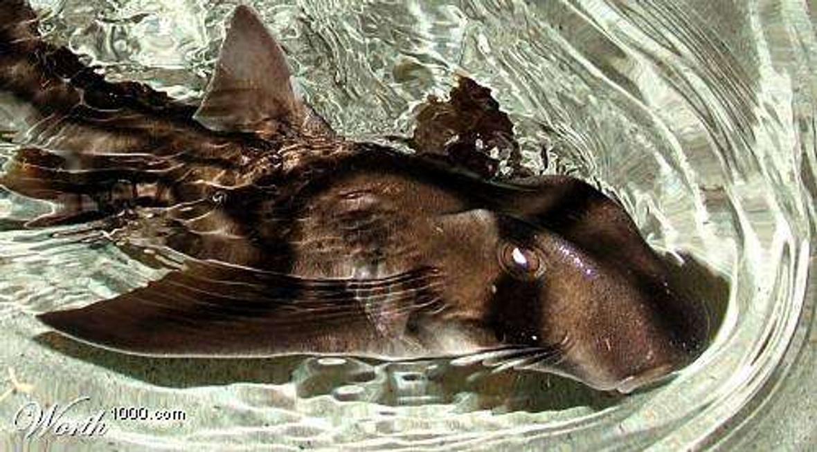 saltwater fish - heterodontus portusjacksoni - port jackson shark stocking in 250 gallons tank - MY PORT JACKSON