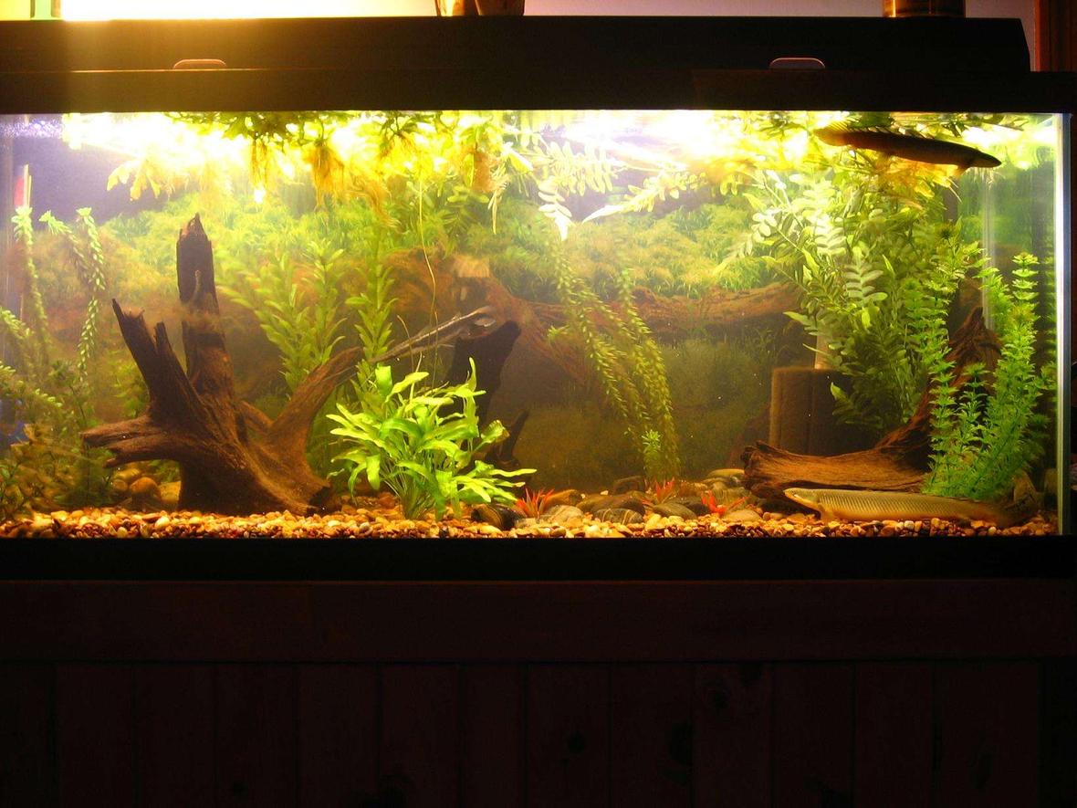 75 gallons freshwater fish tank (mostly fish and non-living decorations) - 75g full-tank shot