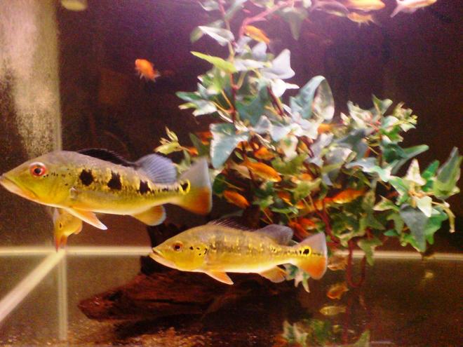 freshwater fish - cichlia ocellaris - peacock bass (ocellaris) stocking in 67 gallons tank - Original Amazon tucunares or peacock bass or pavons being deported and home grown worldwide , even to the far east, into ASIA. these indigneneous fish are cichlids and freshwater and are typically bass look alike and can be domestic ornamental fish in the fish or in the ponds, like gold fish & kois, these fishes are beautiful indeed. Just look at the appearence and colours , showing off multi coloured brilliant pastel and attractive shades. They can grow large up to 24" so a larger tank like 150 gal or 6 ft tanks. A wonder to own inside your living room and garden!  What you see in this enclosure are juvenile or young ones, there is a C. Orinocensis, a Speckled pavon and a C. Monoculus here, enjoy!