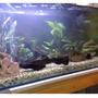 70 gallons freshwater fish tank (mostly fish and non-living decorations) - 4ft