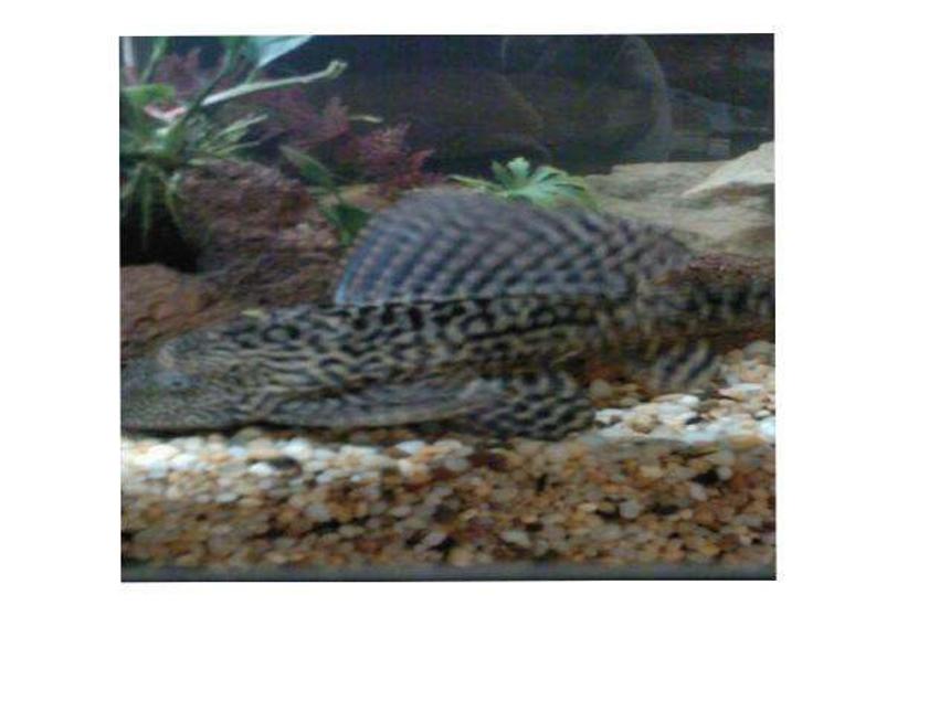 Rated #240: Freshwater Fish - Pseudoacanthicus Spinosus - Chocolate Chip Spiny Pleco (l-160) Stocking In 70 Gallons Tank - pleco