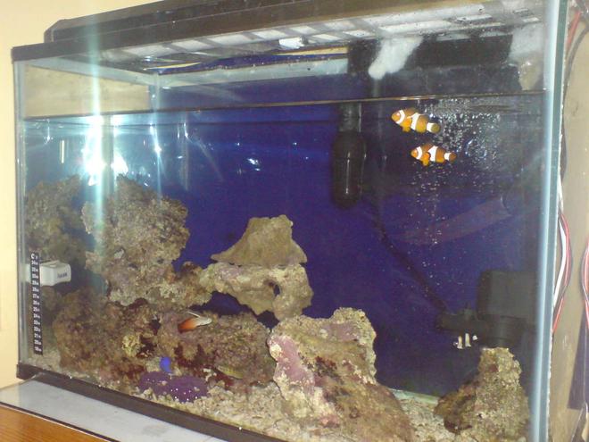 15 gallons saltwater fish tank (mostly fish, little/no live coral) - MY LOVELY TANK
