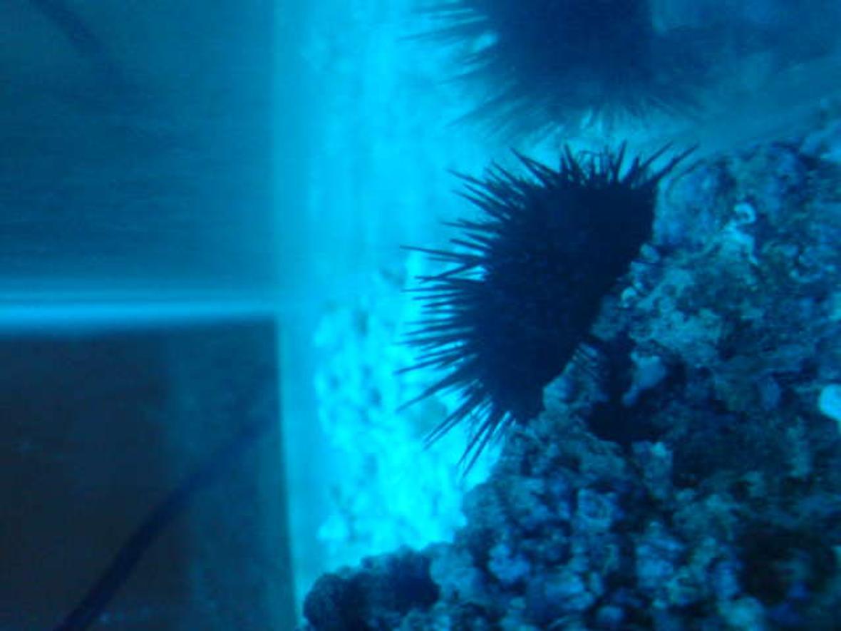 corals inverts - diadema setosum - longspine urchin, black stocking in 15 gallons tank - ---