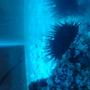 corals inverts - diadema setosum - longspine urchin, black stocking in 15 gallons tank - ---