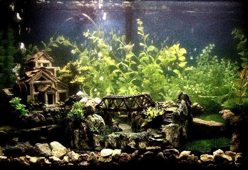 Rated #26: 29 Gallons Freshwater Fish Tank - Old House & Bridge Theme