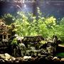 29 gallons freshwater fish tank (mostly fish and non-living decorations) - Old House & Bridge Theme