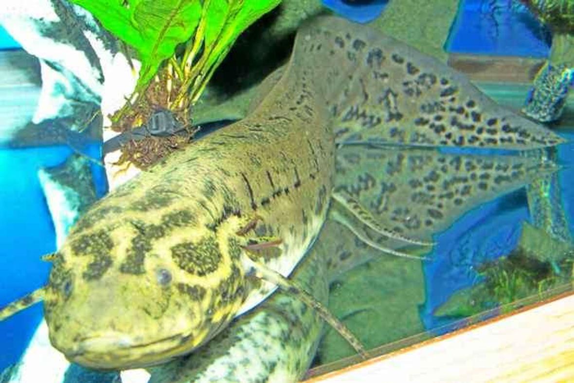 freshwater fish - protopterus annectens annectens - west african lungfish stocking in 125 gallons tank - West African Lungfish close up. It is hard to get whole fish and focused at the same time he is 2 feet and growing.I have been feeding him wardlley algea wafers and OSI shrimp pellets.They both are loaded with vitamins for color enhanceing.There is another WAL on webshots that is about 85%yellow.Mine is catching up.
