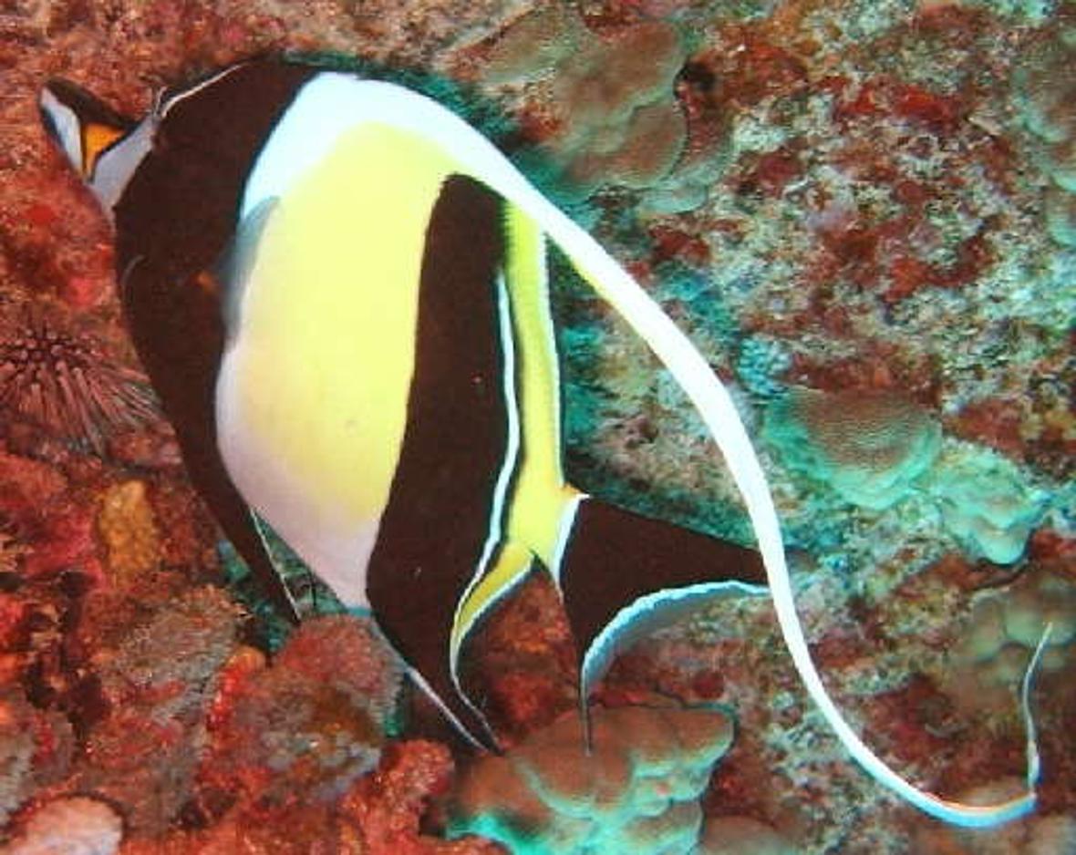 saltwater fish - zanclus canescens - moorish idol stocking in 40 gallons tank - Moorish Idol.The Moorish Idol has a very long, white, sickle-shaped dorsal fin, two broad black bars on the body, and a yellow saddle across the snout.It uses its long snout to feed on coralline algae and sponges in cracks and crevices. The Moorish Idol grows to 24cm in length.