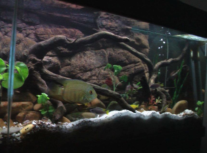 Rated #56: 50 Gallons Freshwater Fish Tank - i hope this is a better picture of my tank and fish