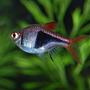 freshwater fish - rasbora heteromorpha - harlequin rasbora stocking in 75 gallons tank - Harlequin Rasbora