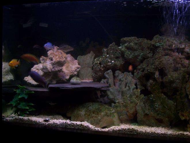 75 gallons freshwater fish tank (mostly fish and non-living decorations) - one side. i have more pics