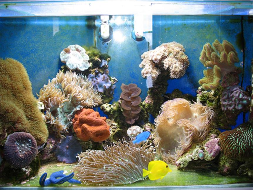 Rated #87: 50 Gallons Reef Tank - George's 50 gallon reeftank