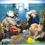 50 gallons reef tank (mostly live coral and fish) - George's 50 gallon reeftank