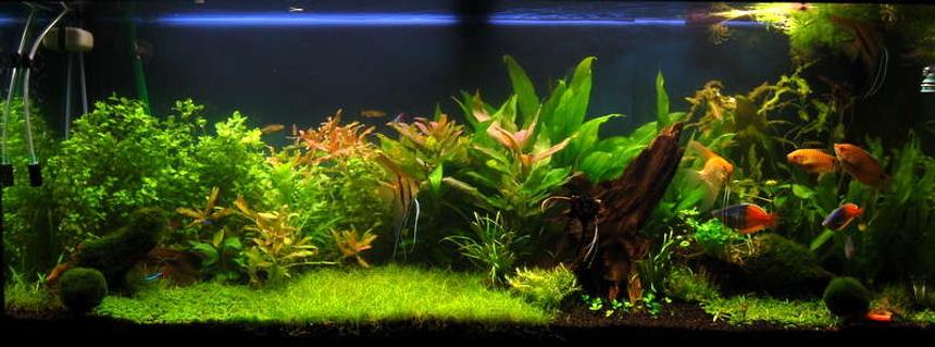 Rated #11: 64 Gallons Planted Tank - mralgae's planted tank