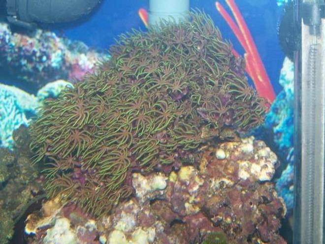 corals inverts - briareum sp. - starburst polyp stocking in 75 gallons tank - green star