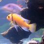 freshwater fish - pseudotropheus estherae - red zebra cichlid stocking in 90 gallons tank - red zebra