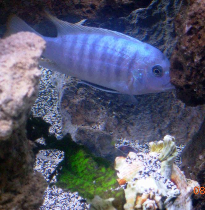 freshwater fish - metriaclima callainos - cobalt blue zebra cichlid stocking in 90 gallons tank - cobalt blue african cichlid