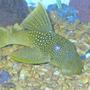 freshwater fish - baryancistrus demantoides - green phantom pleco stocking in 55 gallons tank - green phantom pleco