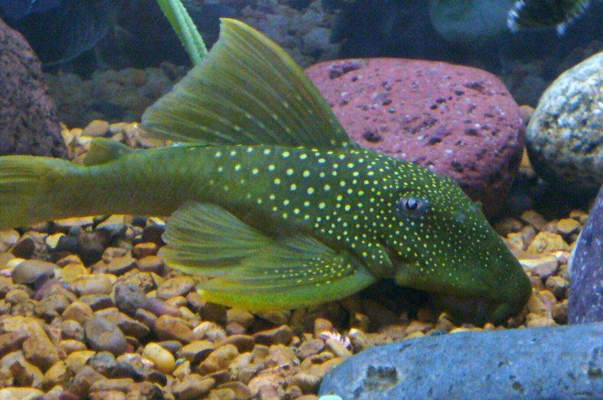 Rated #682: Freshwater Fish - Baryancistrus Demantoides - Green Phantom Pleco Stocking In 55 Gallons Tank - green phantom