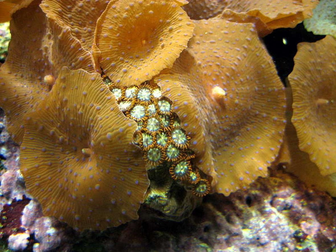 corals inverts - zoanthus sp. - starburst zoanthids stocking in 52 gallons tank - one of my favorite zoanthus.