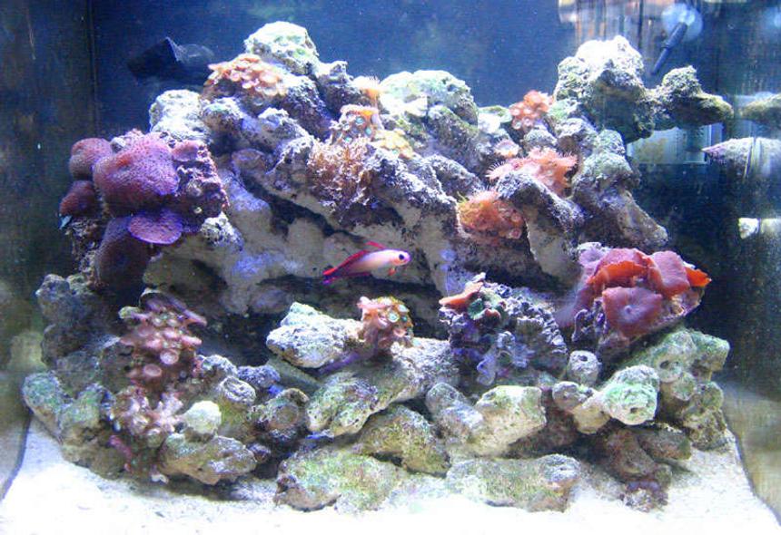 Rated #145: 200 Gallons Reef Tank - wide shot: 2 month nanno tank, 10 gal