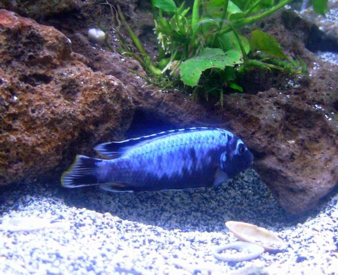 freshwater fish - metriaclima sp. - msobo magunga stocking in 90 gallons tank - African Cichlid,,Metriaclima Msobo- deep tanzania I think? He comes yellow as a fry and turns these awesome blues as he matures..my favorite cichlid in my tank!