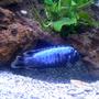 freshwater fish - metriaclima sp. - msobo magunga stocking in 90 gallons tank - African Cichlid,,Metriaclima Msobo- deep tanzania I think? He comes yellow as a fry and turns these awesome blues as he matures..my favorite cichlid in my tank!