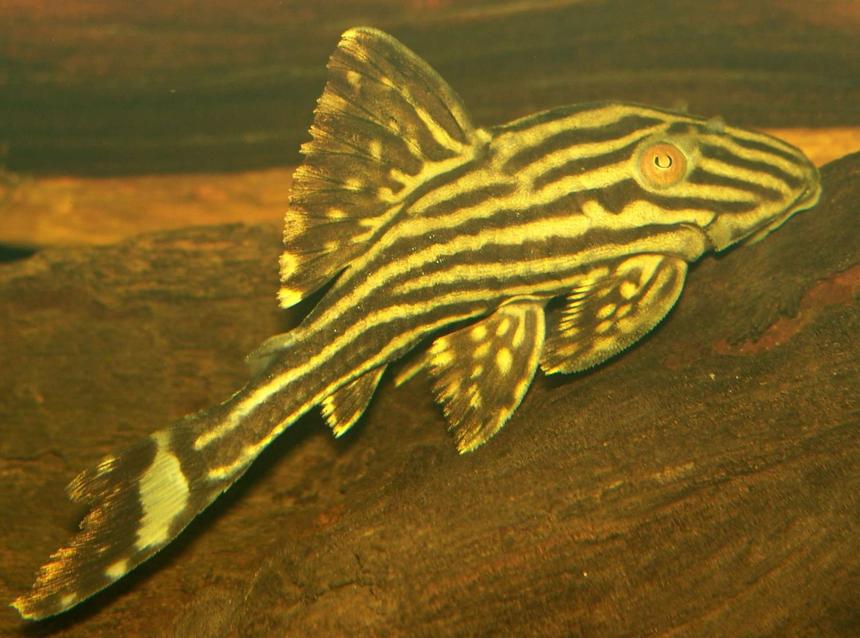 Rated #747: Freshwater Fish - Panaque Nigrolineatus - Gold Royal Pleco (l-027) Stocking In 47 Gallons Tank - Poor little chap found him dead this morning :( Very sad about it.

R.I.P

13th September 2007