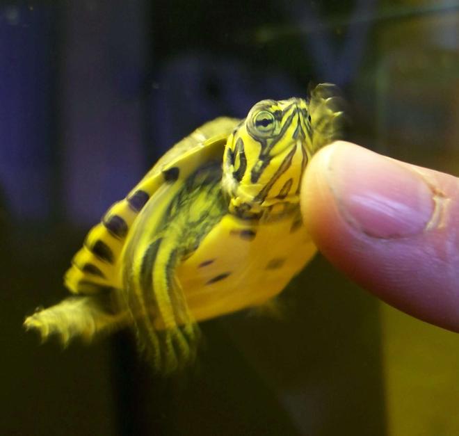corals inverts - trachemys scripta scripta - yellow belly slider turtle stocking in 47 gallons tank - My yellow belly slider turtle following my friends finger :)