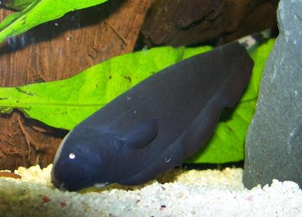 freshwater fish - apteronotus albifrons - black ghost knifefish stocking in 47 gallons tank - This is my 4