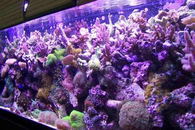 125 gallons reef tank (mostly live coral and fish) - 125g`reef