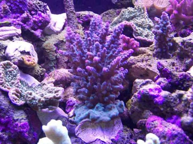 corals inverts - acropora sp. - acropora coral, blue stocking in 125 gallons tank - sps reef under vho lighting only