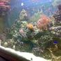 90 gallons saltwater fish tank (mostly fish, little/no live coral) - up close side on shot