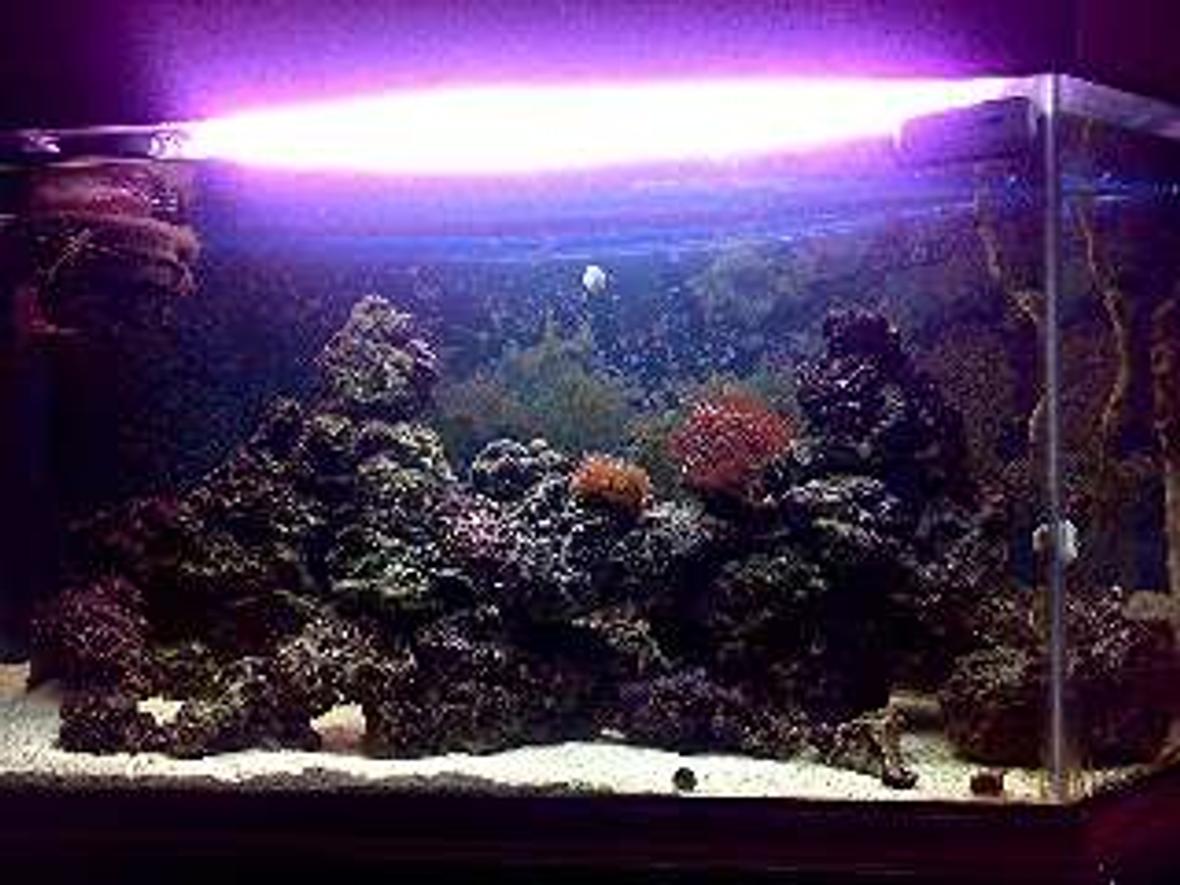 90 gallons saltwater fish tank (mostly fish, little/no live coral) - Front on night shot