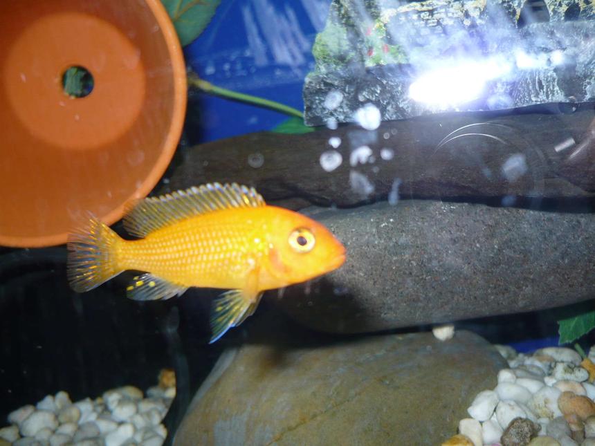 Rated #2206: Freshwater Fish - Pseudotropheus Estherae - Red Zebra Cichlid Stocking In 55 Gallons Tank - cichlid