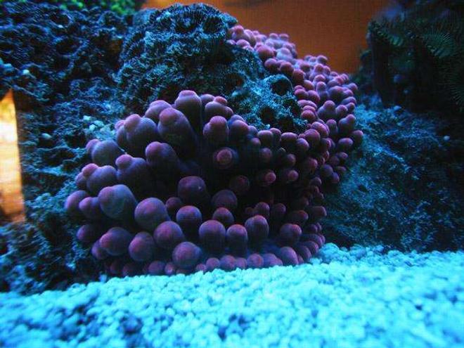 corals inverts - entacmaea quadricolor - bubble tip anemone stocking in 150 gallons tank - RBTA