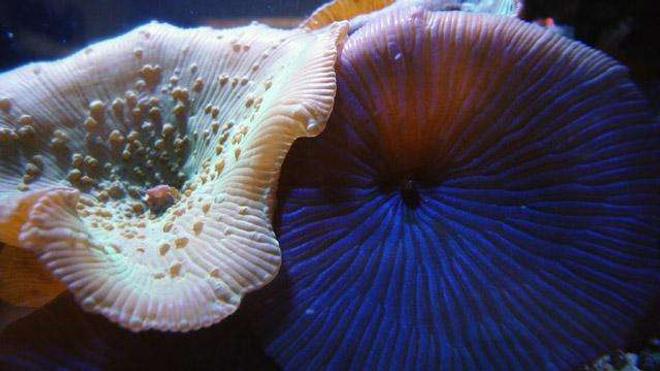 corals inverts - actinodiscus sp. - green striped mushroom stocking in 150 gallons tank - close up pic of mushroom