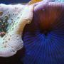 corals inverts - actinodiscus sp. - green striped mushroom stocking in 150 gallons tank - close up pic of mushroom