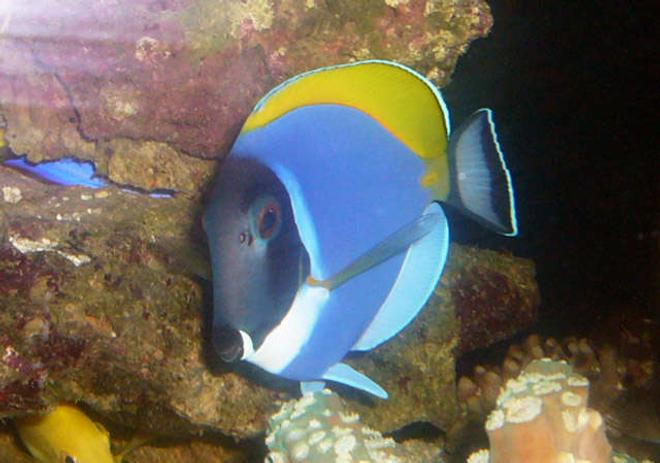 saltwater fish - acanthurus leucosternon - powder blue tang stocking in 150 gallons tank - my Powder Blue Tang