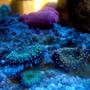 corals inverts - ricordea yuma - ricordea mushroom stocking in 150 gallons tank - ricordeas under actinics