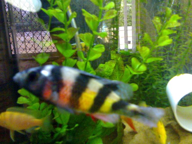 freshwater fish - pundamilia sp. - crimson tide stocking in 22 gallons tank - colourful crimson tide