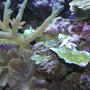 corals inverts - montipora capricornis - green apple cap coral stocking in 180 gallons tank - A variety to view.